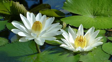  Flowers of the Nile: A Fragrant Journey Through Ancient Egyptian Botany - Unveiling the Hidden Language of Blooming Wonders