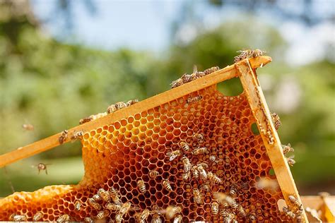 Is Tea with Honey Good for You? And Why Do Bees Never Get Lost?