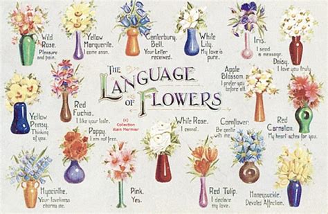  The Language of Flowers: A Verdant Symphony of Symbolism and Botanical Lore