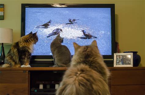 テレビ アンテナ 不具合：なぜ猫はテレビを見ないのか？