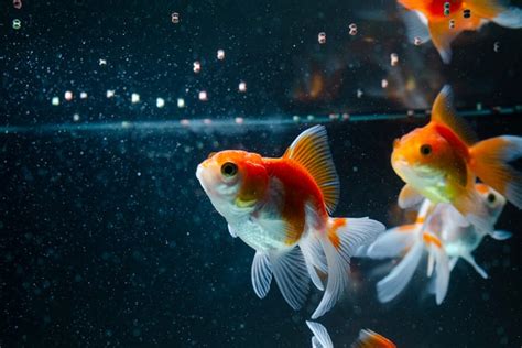 What Can I Feed Goldfish Besides Fish Food? And Why Do They Love Staring at Bubbles?