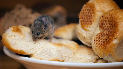 What Food Attracts Mice the Most: A Deep Dive into Rodent Preferences and Peculiarities