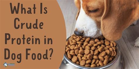 What is Crude Protein in Dog Food: A Dive into Nutritional Mysteries and Canine Culinary Curiosities