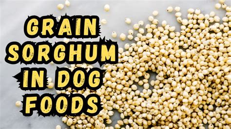 What is Grain Sorghum in Dog Food: A Nutritious Ingredient or Just Filler?