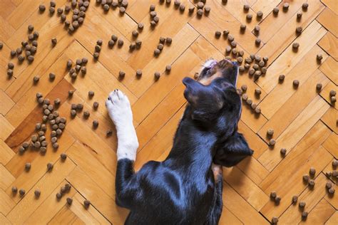 Why Do Dogs Flip Their Food Bowls: A Deep Dive into Canine Quirks and Cosmic Connections